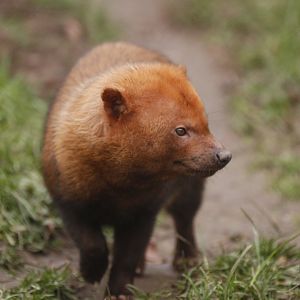 Bush dog  (Speothos venaticus)
