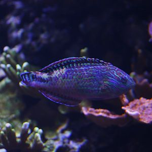 Vermiculate wrasse (Macropharyngodon bipartitus)