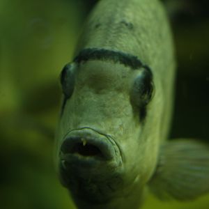 Pinstripe damba (Paretroplus menarambo)