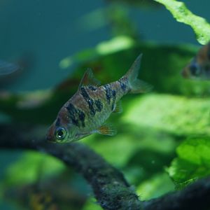 Snakeskin barb (Desmopuntius rhomboocellatus)