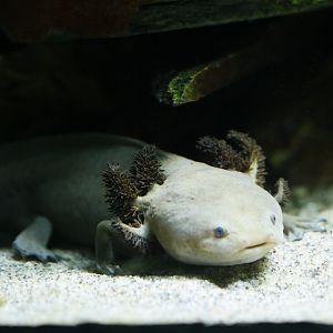 Lake Pátzcuaro salamander (Ambystoma dumerilii)