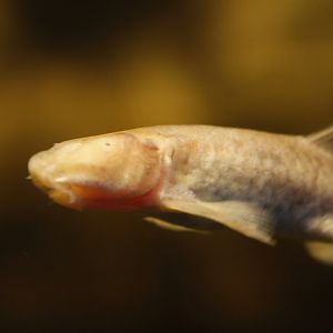Omani blind cave fish (Garra barreimiae)