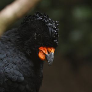 Red-billed curassow Crax blumenbachii)