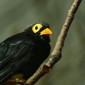 Yellow-faced myna (Mino dumontii)