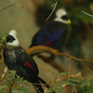 White-crested turaco (Tauraco leucolophus)