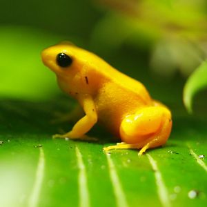 Golden mantella (Mantella aurantiaca)