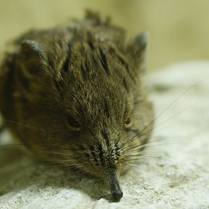 Round-eared elephant shrew (Macroscelides proboscideus)