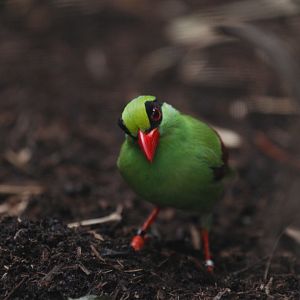 Javan green magpie (Cissa thalassina)