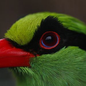Javan green magpie (Cissa thalassina)