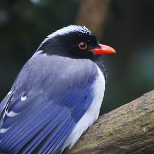 Indian red-billed blue magpie (Urocissa erythroryncha occipitalis)