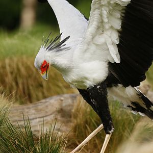 Secretary bird (Sagittarius serpentarius)