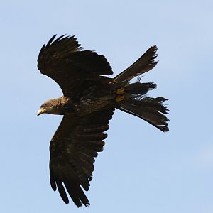 Yellow-billed kite (Milvus aegyptius parasitus)