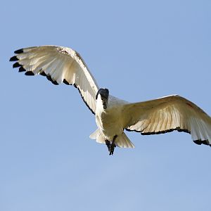 African sacred ibis (Threskiornis aethiopicus)