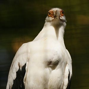 Palm-nut vulture (Gypohierax angolensis)