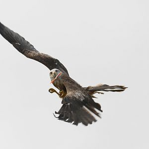 Common black kite (Milvus migrans migrans)