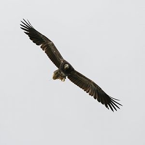 Western Egyptian vulture (Neophron percnopterus percnopterus)