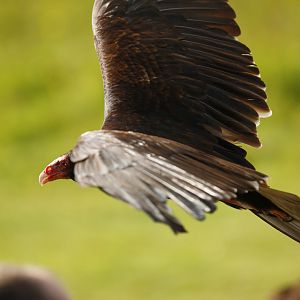 Turkey vulture (Cathartes aura)
