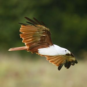 Brahminy kite (Haliastur indus)