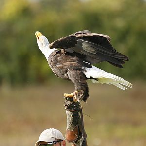 Bald eagle (Haliaeetus leucocephalus)