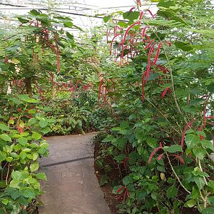 Path in Butterfly-hall