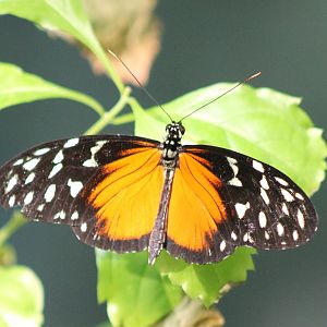Heliconius