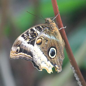 Owl butterfly - Caligo sp.