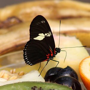 Heliconius