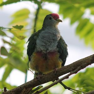 Rose-crowned fruit-dove