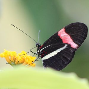 Heliconius
