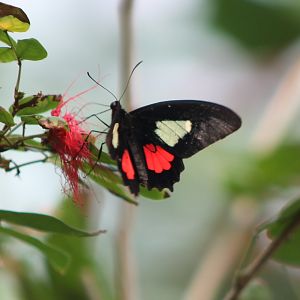 Swallow-tail