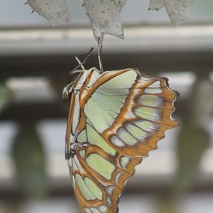Malachite butterfly - Sipoetra stelenes
