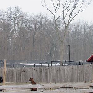 Pride of Africa land clearing