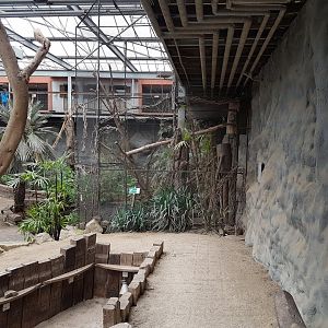 Aviary Grey-cheeked hornbill