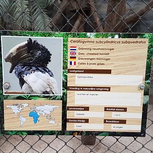 Sign Grey-cheeked hornbill