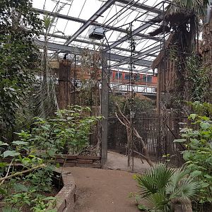 Aviary Silvery-cheeked hornbill