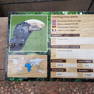 Sign Silvery-cheeked hornbill