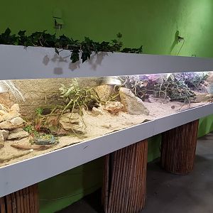 Bearded dragon-enclosure