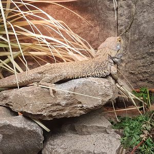Bearded dragon