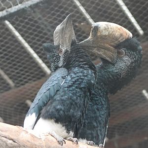 Grey-cheeked hornbills