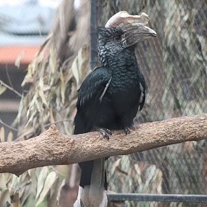 Silvery-cheeked hornbill