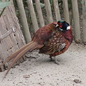 Common pheasant