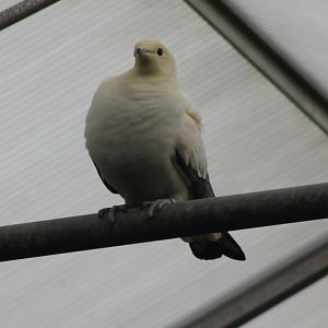 Pied imperial-pigeon