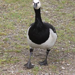 Barnacle goose