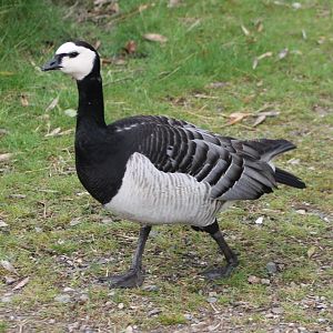 Barnacle goose