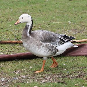 Goose-hybrid : Snow goose x Bar-headed goose
