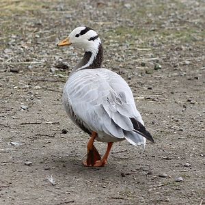Bar-headed goose