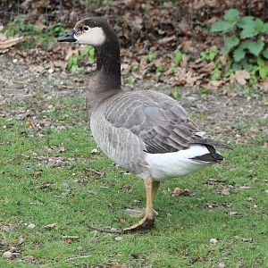Goose-hybrid