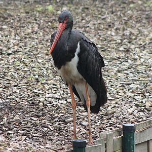 Black stork