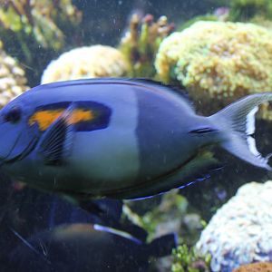 Orange-band surgeonfish - Acanthurus olivaceus