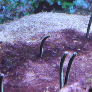 Hass tube-eels - Heteroconger hassi